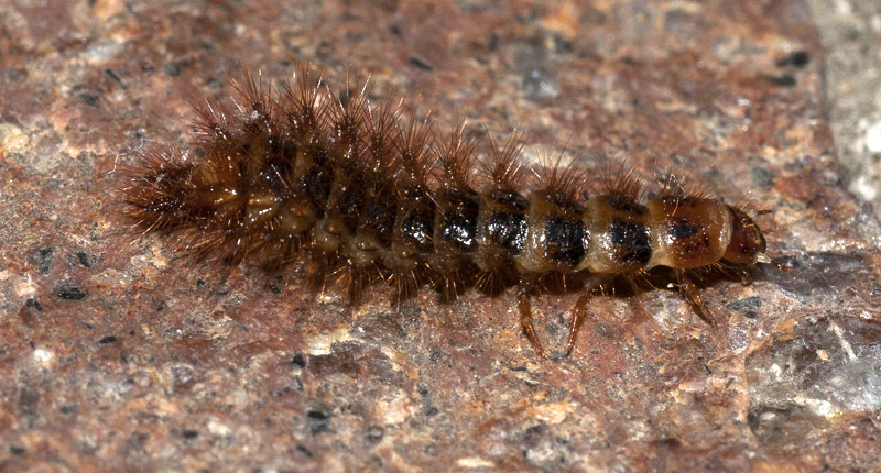 larva di Drilidae